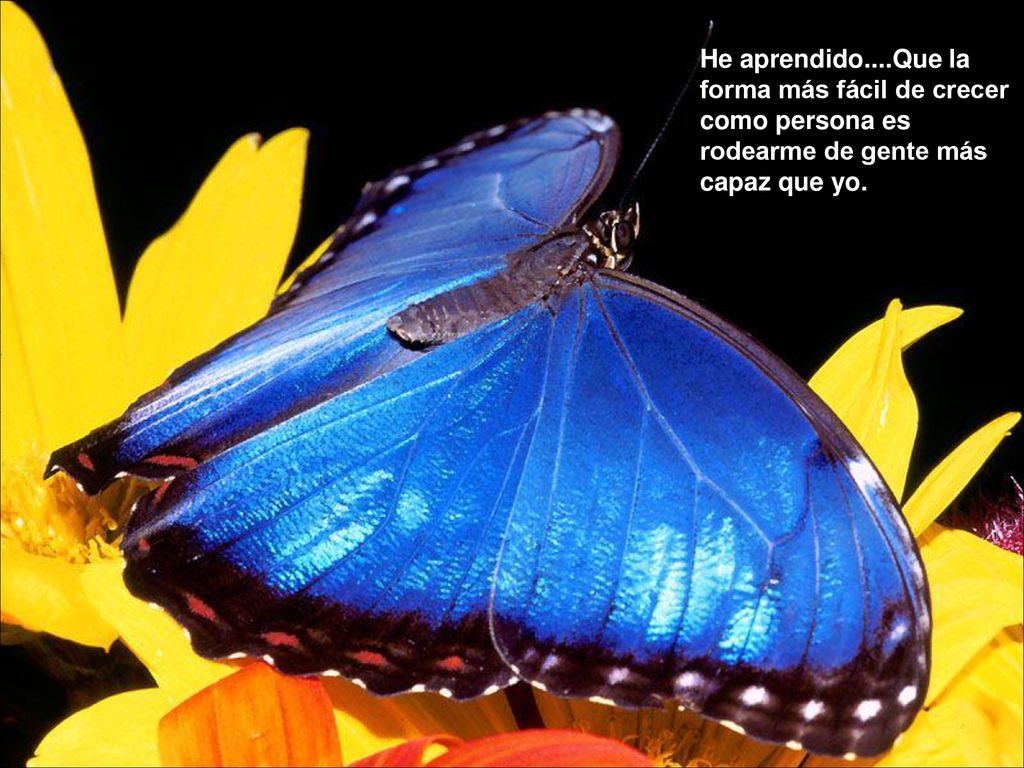 He aprendido....Que la forma más fácil de crecer como persona es rodearme de gente más capaz que yo.