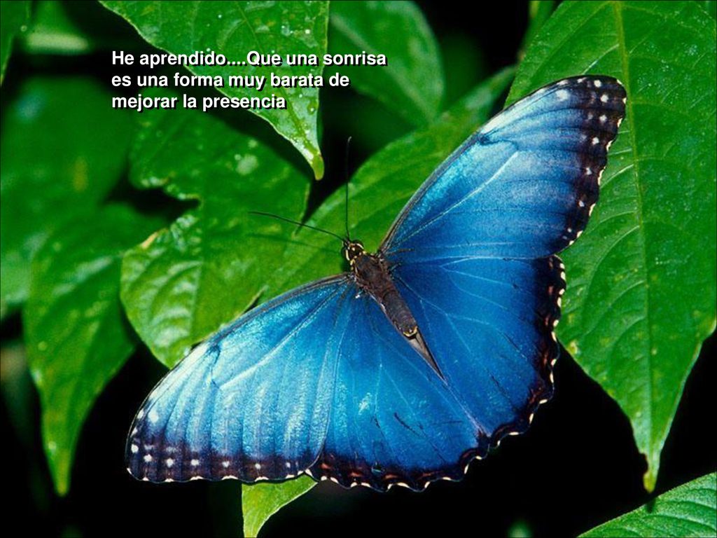 He aprendido....Que una sonrisa es una forma muy barata de mejorar la presencia