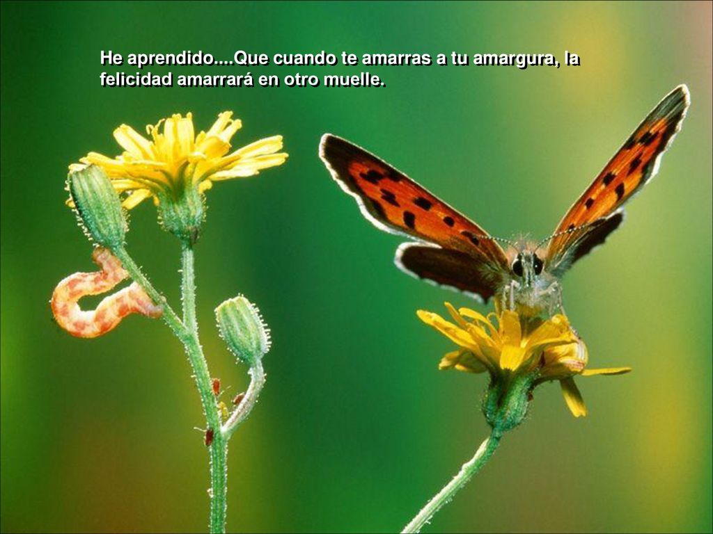 He aprendido....Que cuando te amarras a tu amargura, la felicidad amarrará en otro muelle.