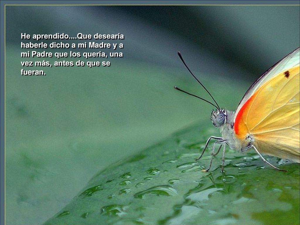 He aprendido....Que desearía haberle dicho a mi Madre y a mi Padre que los quería, una vez más, antes de que se fueran.