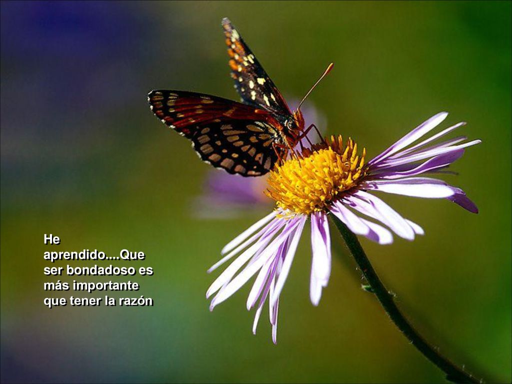He aprendido....Que ser bondadoso es más importante que tener la razón