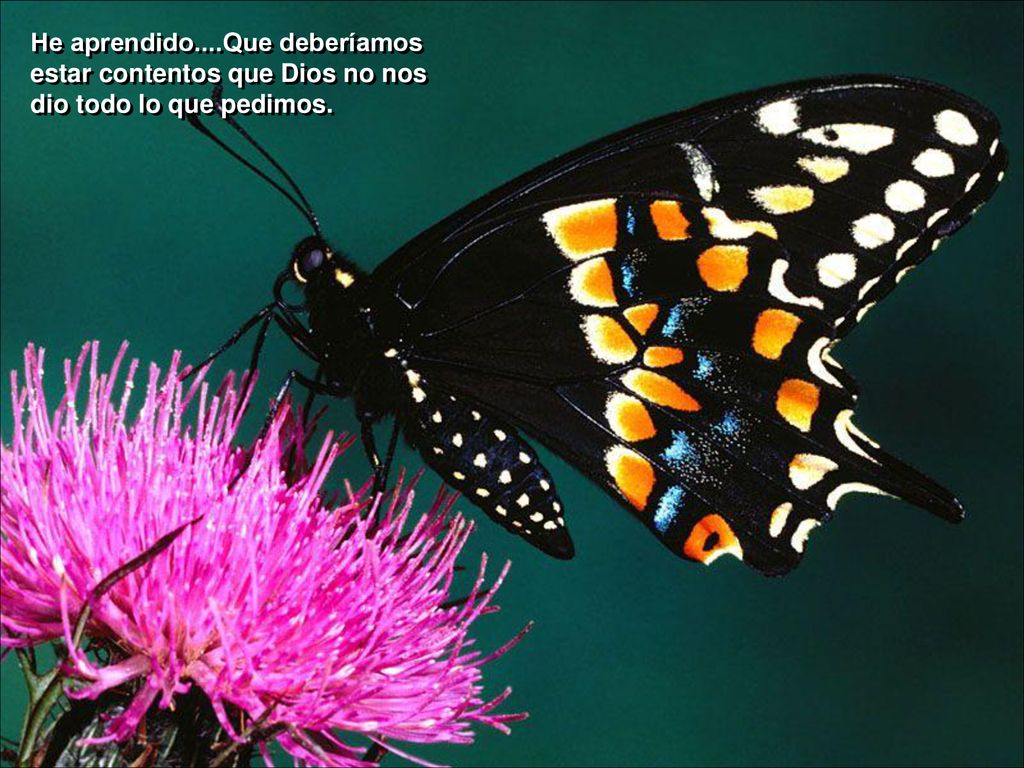 He aprendido....Que deberíamos estar contentos que Dios no nos dio todo lo que pedimos.