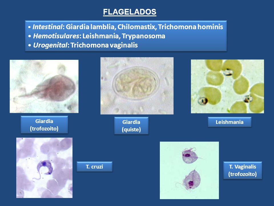 Hemotisulares: Leishmania, Trypanosoma