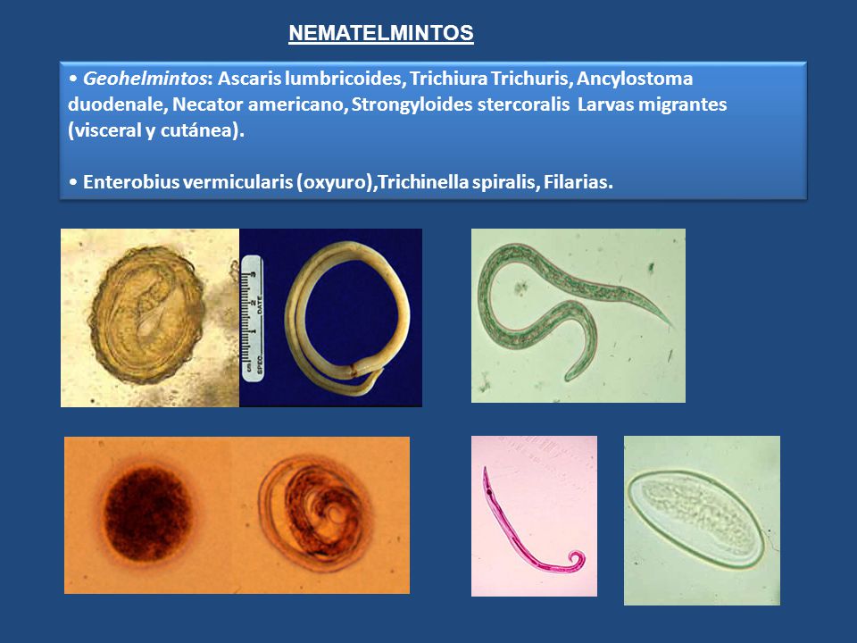 NEMATELMINTOS Geohelmintos: Ascaris lumbricoides, Trichiura Trichuris, Ancylostoma.