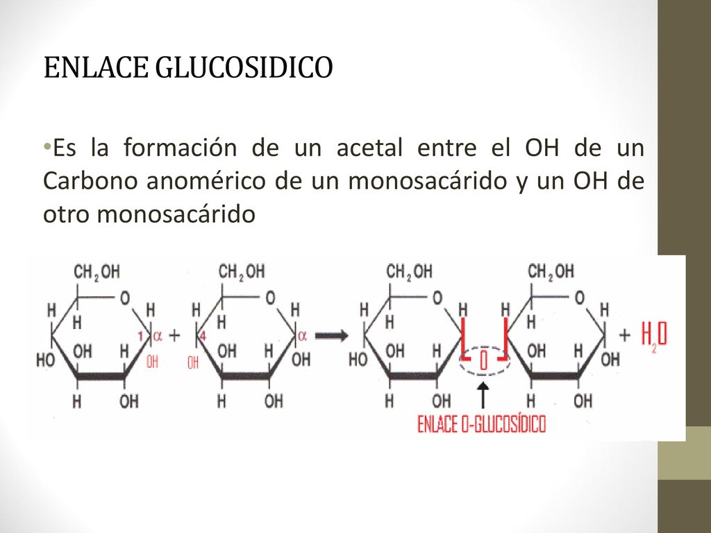 ENLACE GLUCOSIDICO Es la formación de un acetal entre el OH de un Carbono anomérico de un monosacárido y un OH de otro monosacárido.