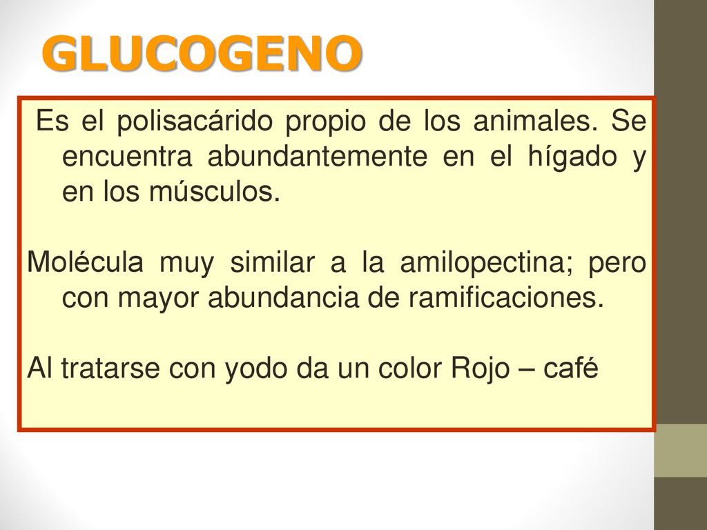 GLUCOGENO Es el polisacárido propio de los animales. Se encuentra abundantemente en el hígado y en los músculos.