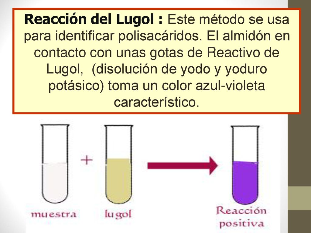 Reacción del Lugol : Este método se usa para identificar polisacáridos