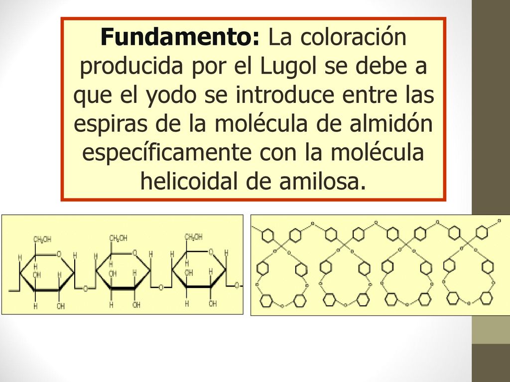 Fundamento: La coloración producida por el Lugol se debe a que el yodo se introduce entre las espiras de la molécula de almidón específicamente con la molécula helicoidal de amilosa.