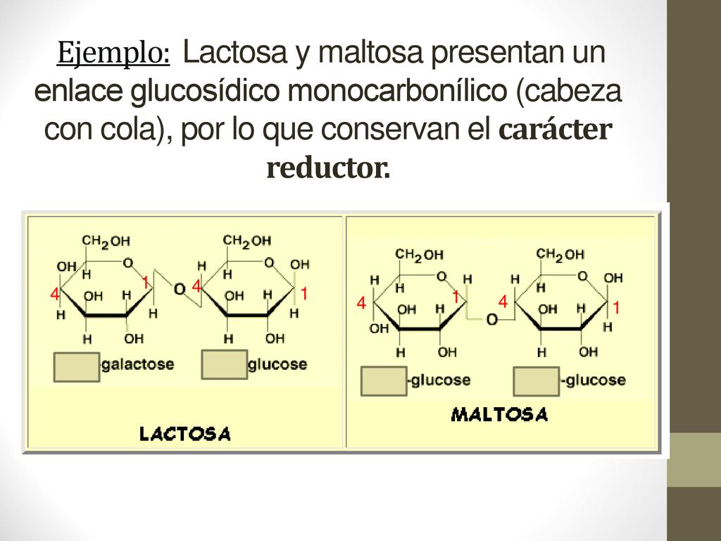 Ejemplo: Lactosa y maltosa presentan un enlace glucosídico monocarbonílico (cabeza con cola), por lo que conservan el carácter reductor.