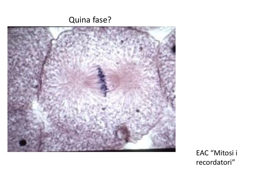 Quina fase EAC Mitosi i recordatori