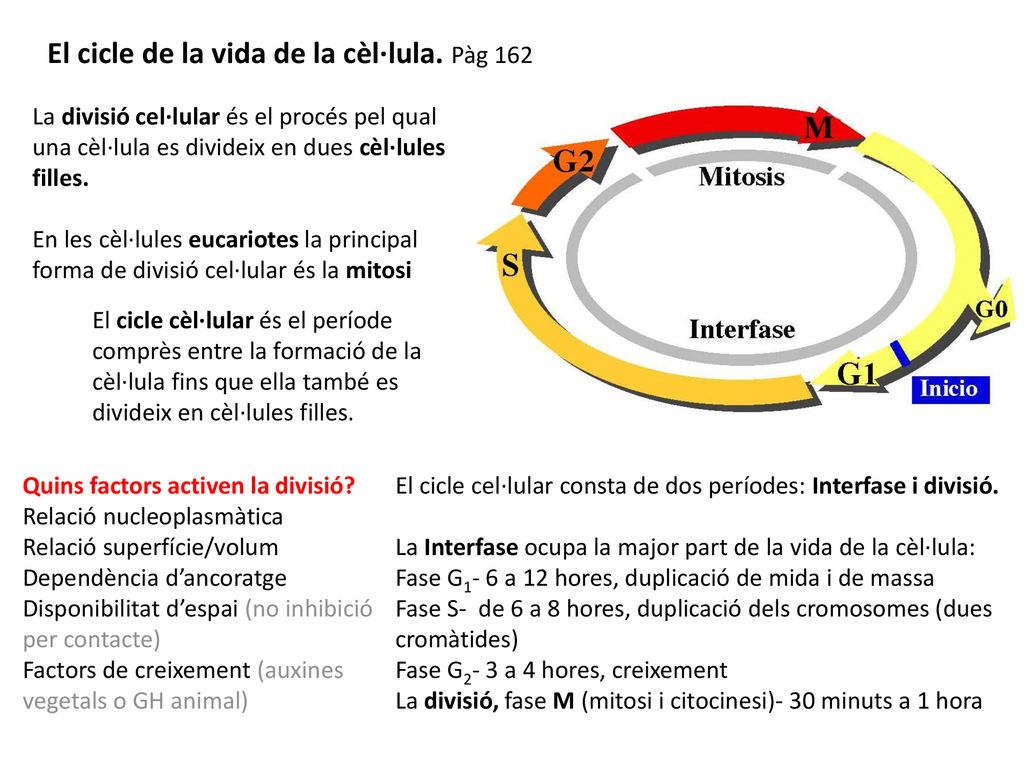 El cicle de la vida de la cèl·lula. Pàg 162