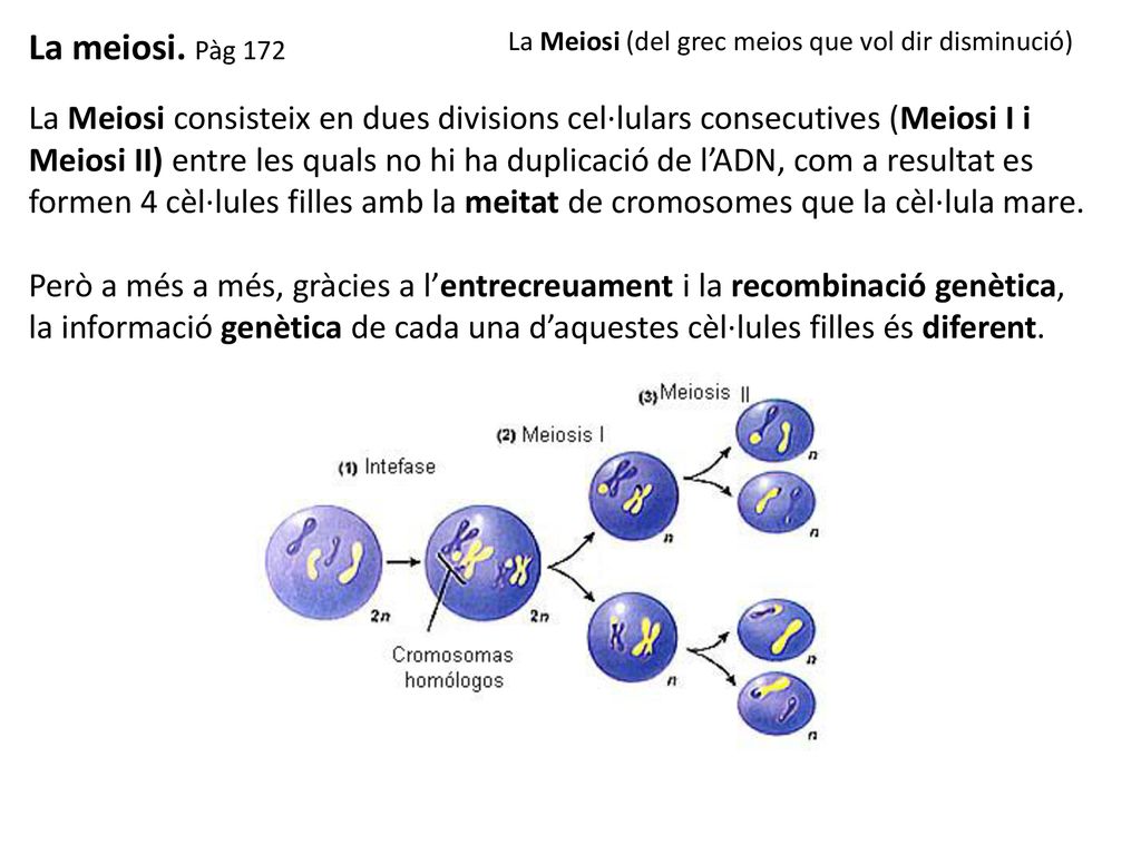La meiosi. Pàg 172 La Meiosi (del grec meios que vol dir disminució)