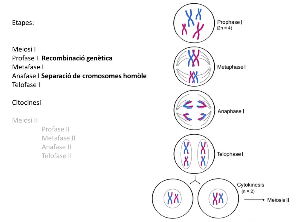 Etapes: Meiosi I. Profase I. Recombinació genètica. Metafase I. Anafase I Separació de cromosomes homòlegs.