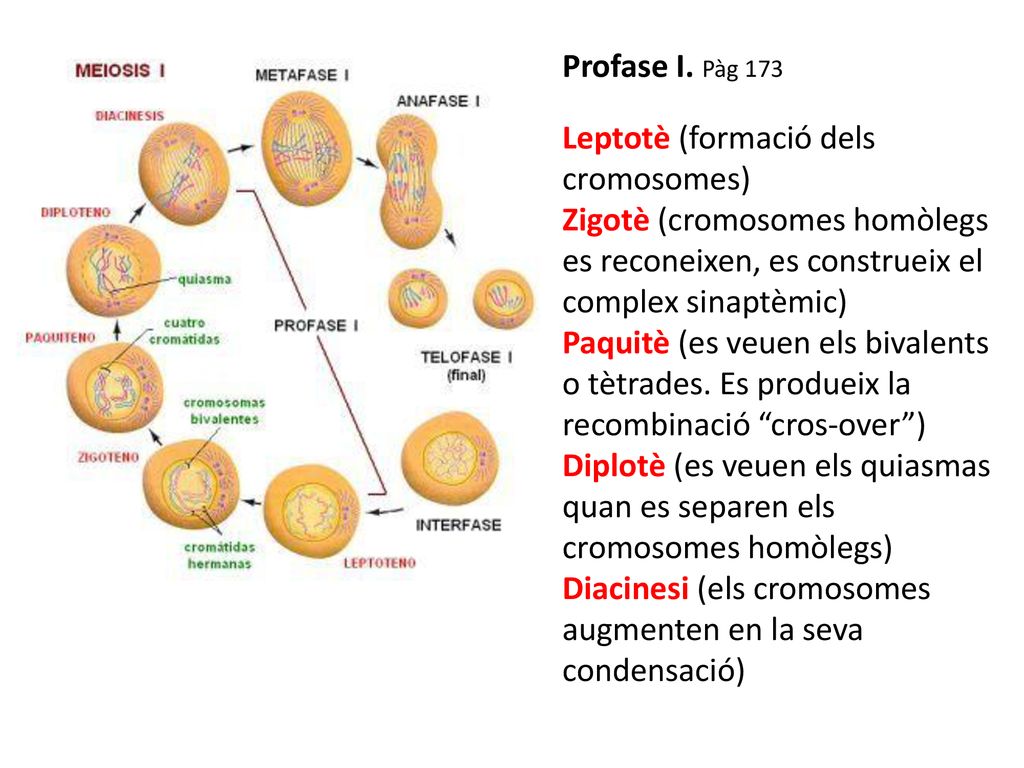 Profase I. Pàg 173 Leptotè (formació dels cromosomes) Zigotè (cromosomes homòlegs es reconeixen, es construeix el complex sinaptèmic)