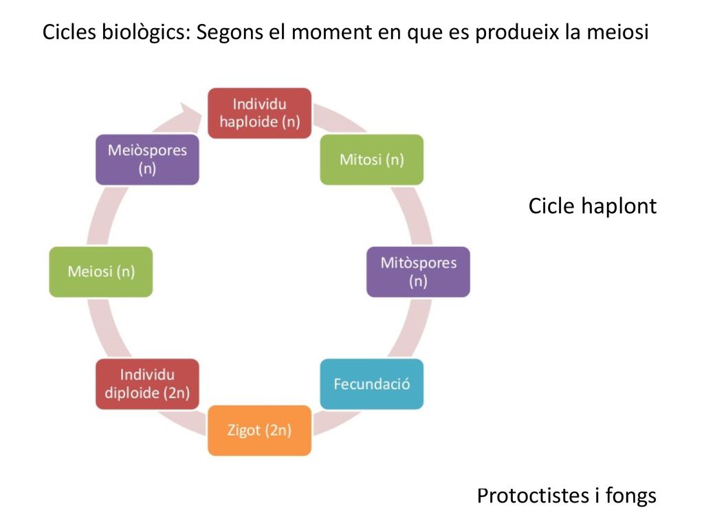 Cicles biològics: Segons el moment en que es produeix la meiosi