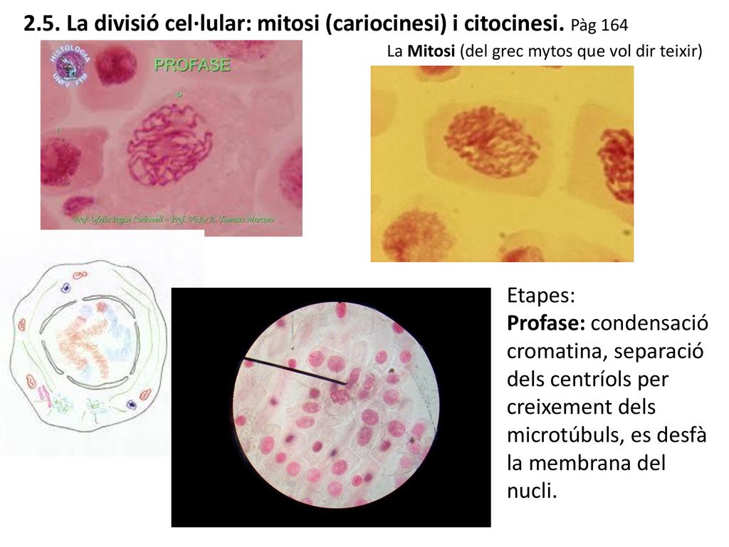 2.5. La divisió cel·lular: mitosi (cariocinesi) i citocinesi. Pàg 164