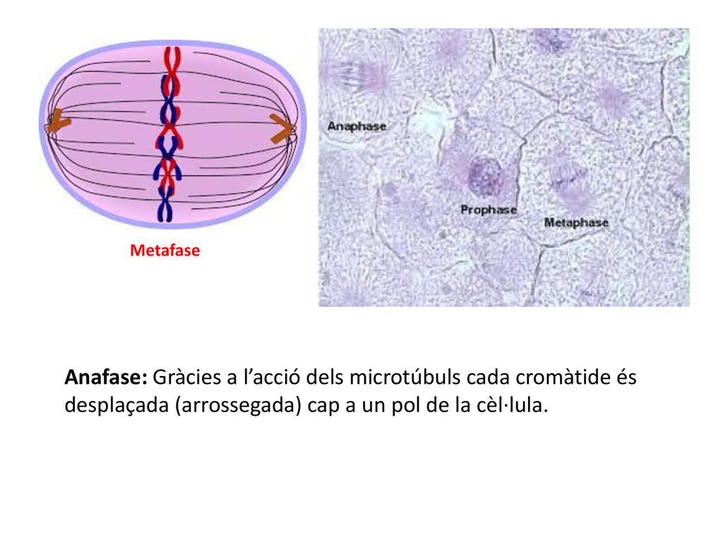 Metafase Anafase: Gràcies a l’acció dels microtúbuls cada cromàtide és desplaçada (arrossegada) cap a un pol de la cèl·lula.