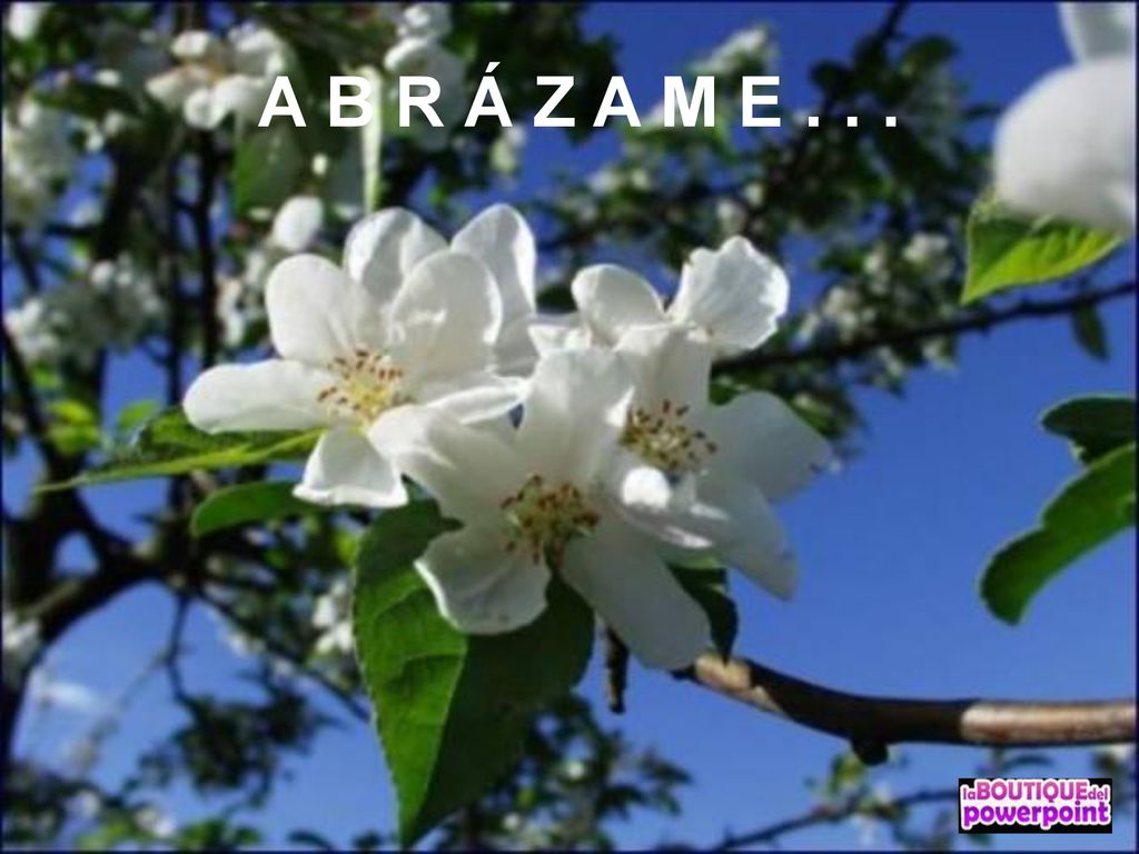 A B R Á Z A M E . . .
