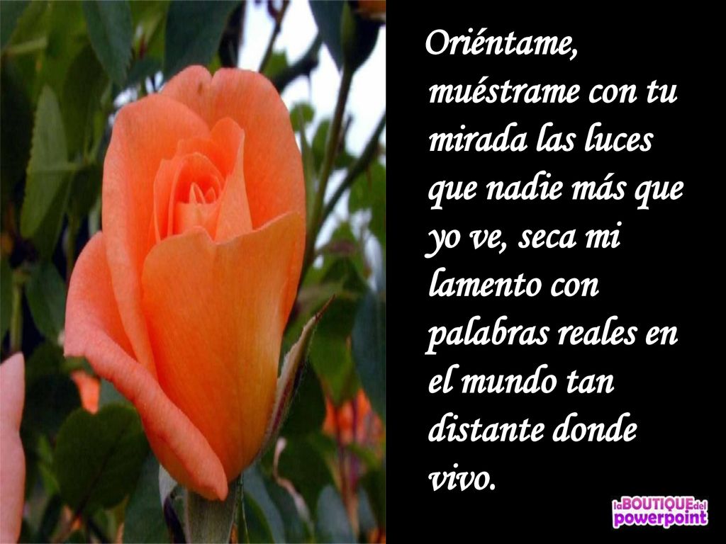 Oriéntame, muéstrame con tu mirada las luces que nadie más que yo ve, seca mi lamento con palabras reales en el mundo tan distante donde vivo.