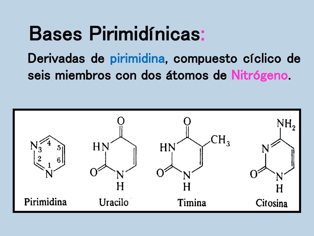Bases Pirimidínicas: Derivadas de pirimidina, compuesto cíclico de seis miembros con dos átomos de Nitrógeno.