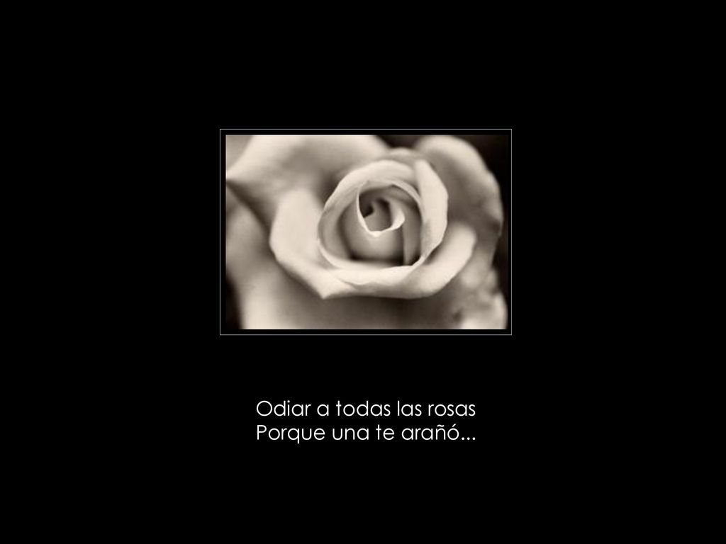 Odiar a todas las rosas Porque una te arañó...