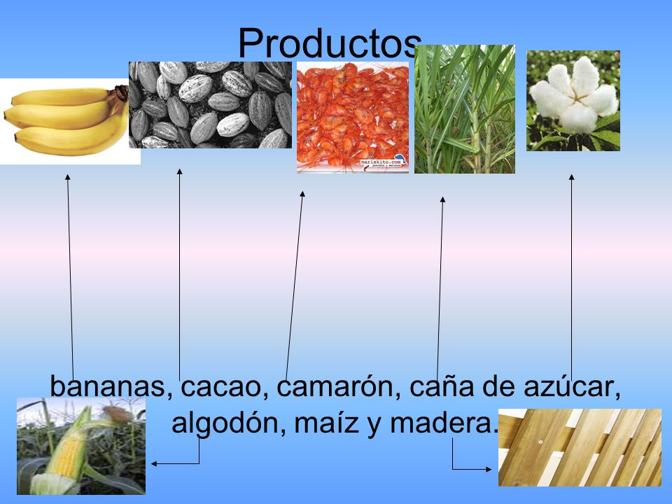 bananas, cacao, camarón, caña de azúcar, algodón, maíz y madera.