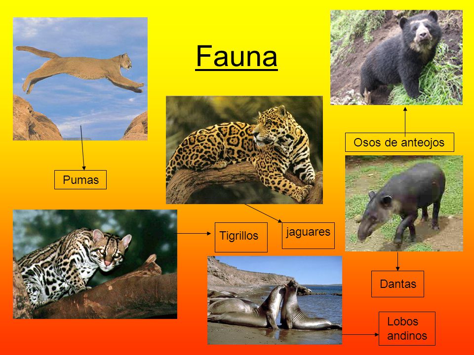 Fauna Osos de anteojos Pumas jaguares Tigrillos Dantas Lobos andinos