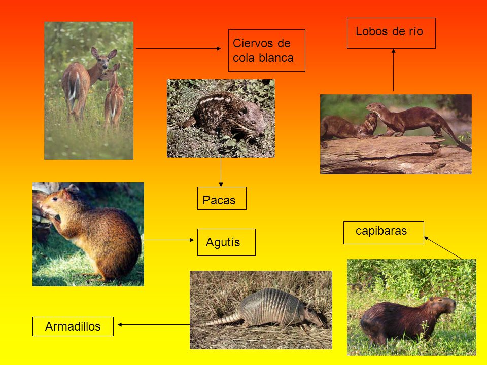 Lobos de río Ciervos de cola blanca Pacas capibaras Agutís Armadillos