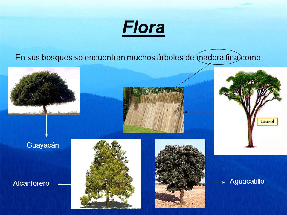Flora En sus bosques se encuentran muchos árboles de madera fina como: