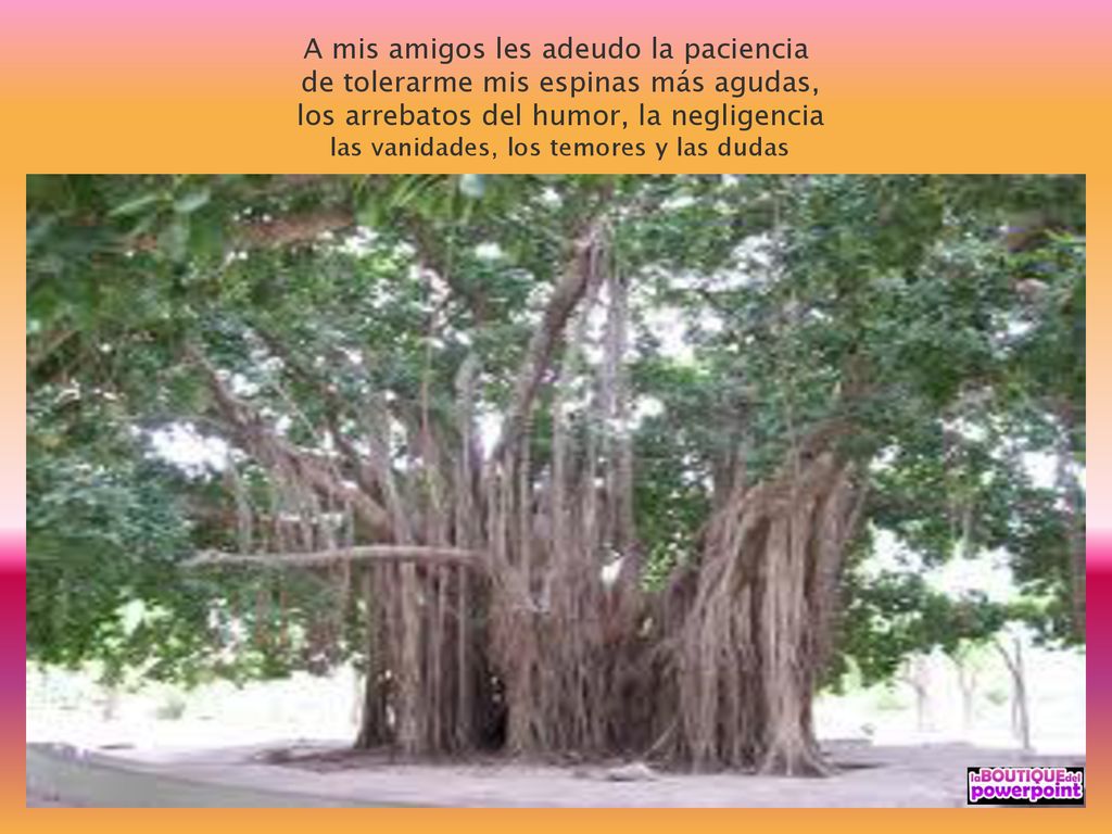 A mis amigos les adeudo la paciencia de tolerarme mis espinas más agudas, los arrebatos del humor, la negligencia las vanidades, los temores y las dudas