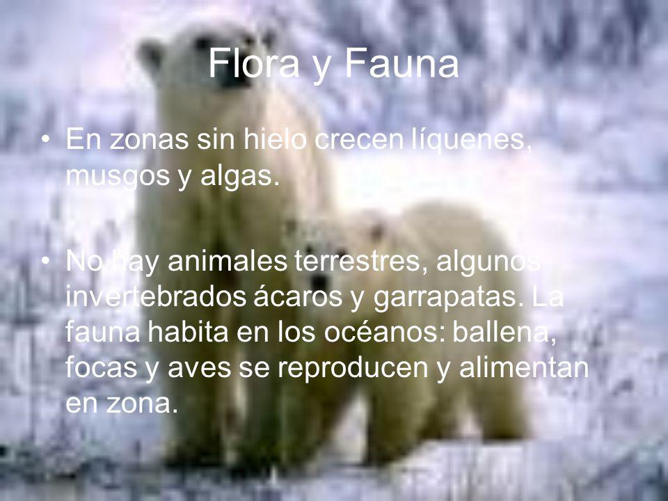Flora y Fauna En zonas sin hielo crecen líquenes, musgos y algas.