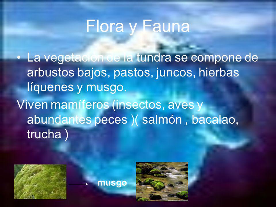 Flora y Fauna La vegetación de la tundra se compone de arbustos bajos, pastos, juncos, hierbas líquenes y musgo.