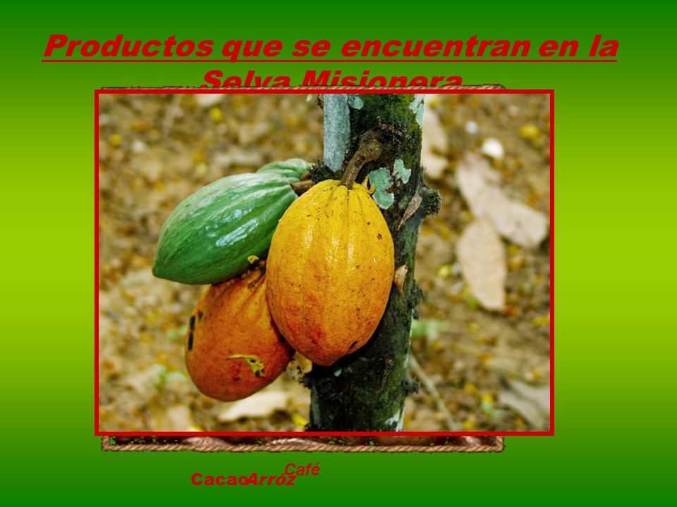 Productos que se encuentran en la Selva Misionera