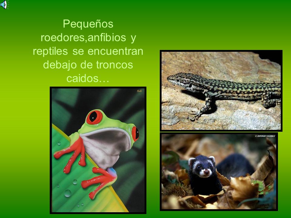 Pequeños roedores,anfibios y reptiles se encuentran debajo de troncos caidos…