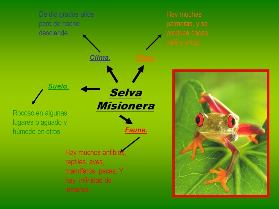 Selva Misionera De día grados altos pero de noche desciende.