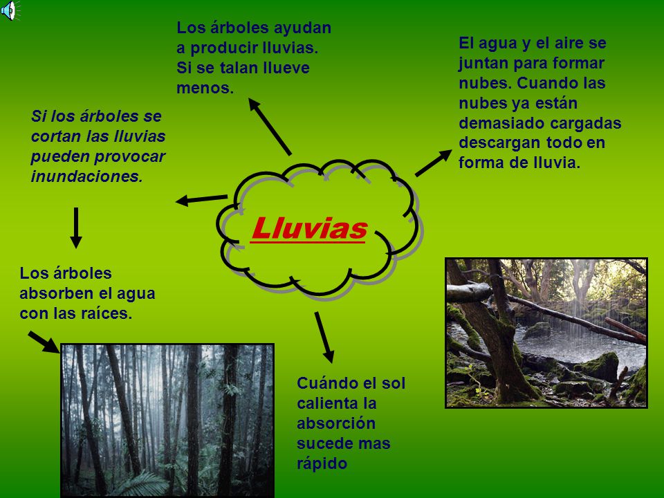 Los árboles ayudan a producir lluvias. Si se talan llueve menos.