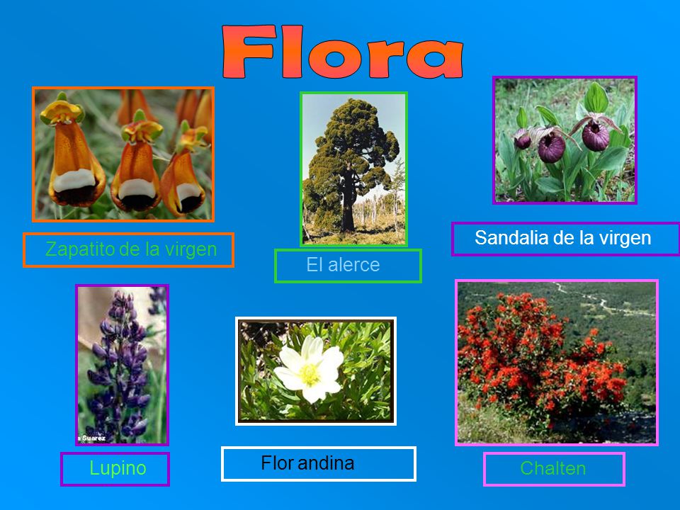 Flora Sandalia de la virgen Flor andina Lupino Zapatito de la virgen