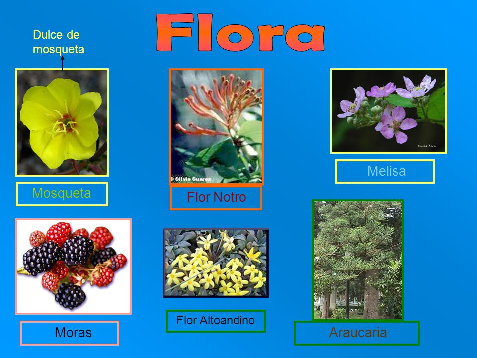 Flora Flor Notro Moras Dulce de mosqueta Melisa Mosqueta