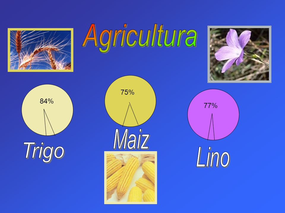 Agricultura 75% 84% 77% Maiz Trigo Lino