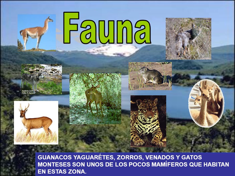 Fauna GUANACOS YAGUARÉTES, ZORROS, VENADOS Y GATOS MONTESES SON UNOS DE LOS POCOS MAMÍFEROS QUE HABITAN EN ESTAS ZONA.