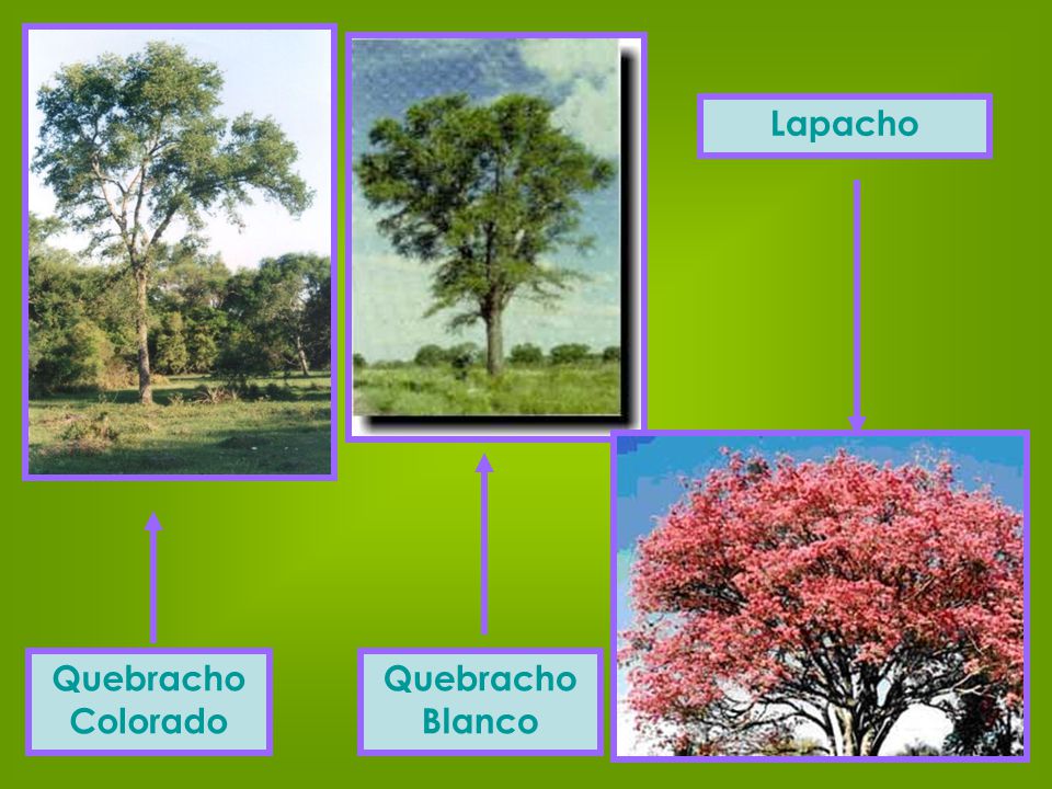 Lapacho Quebracho Colorado Quebracho Blanco