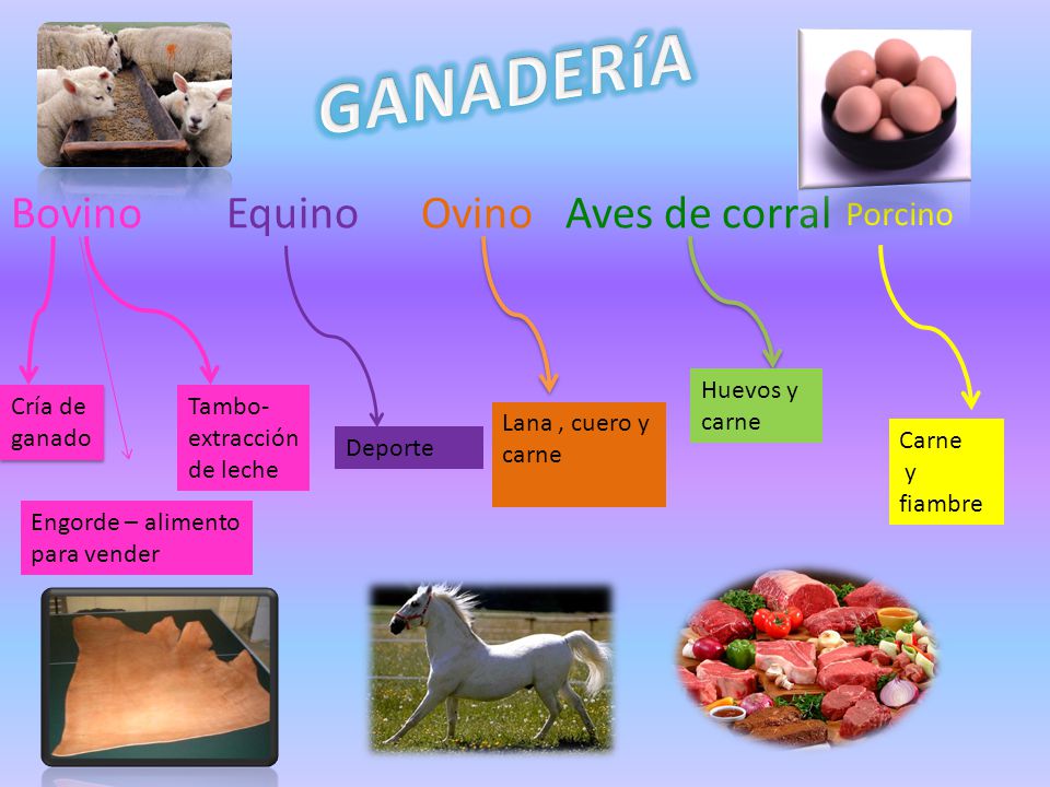 GANADERíA Bovino Equino Ovino Aves de corral Porcino Huevos y carne