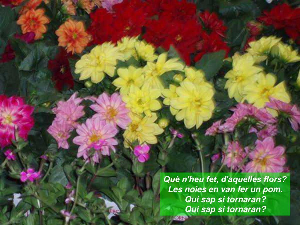 Què n heu fet, d aquelles flors. Les noies en van fer un pom