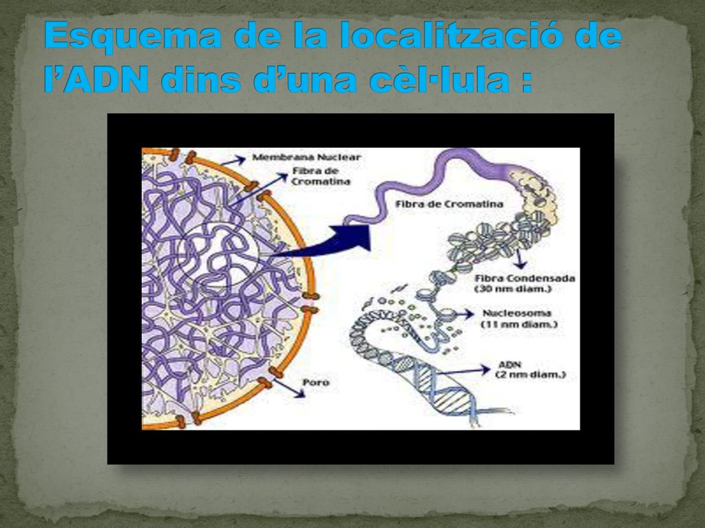 Esquema de la localització de l’ADN dins d’una cèl·lula :