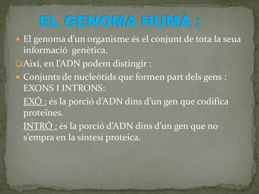 EL GENOMA HUMÀ : El genoma d’un organisme és el conjunt de tota la seua informació genètica. Així, en l’ADN podem distingir :