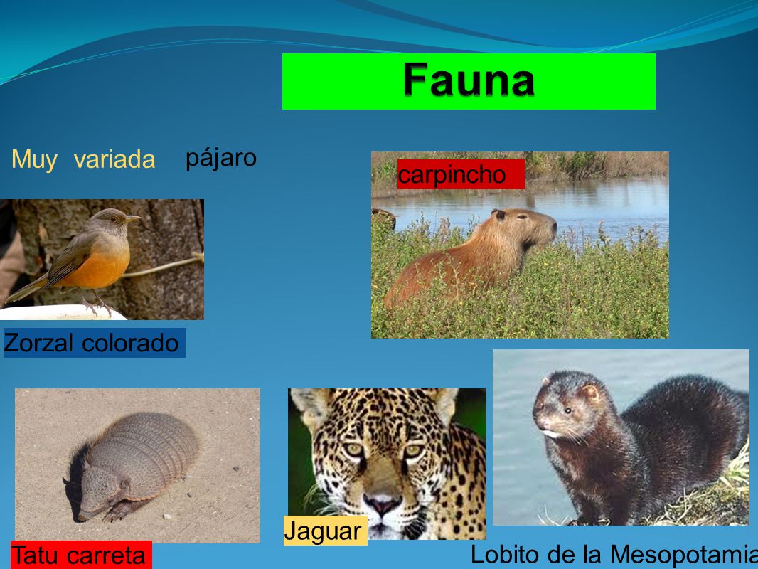 Fauna Muy variada pájaro carpincho Zorzal colorado Jaguar Tatu carreta