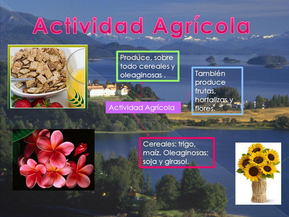Actividad Agrícola Produce, sobre todo cereales y oleaginosas .