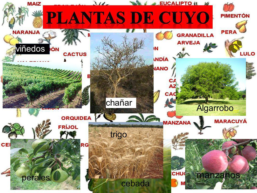 Plantas de cuyo viñedos chañar Algarrobo trigo manzanos perales cebada