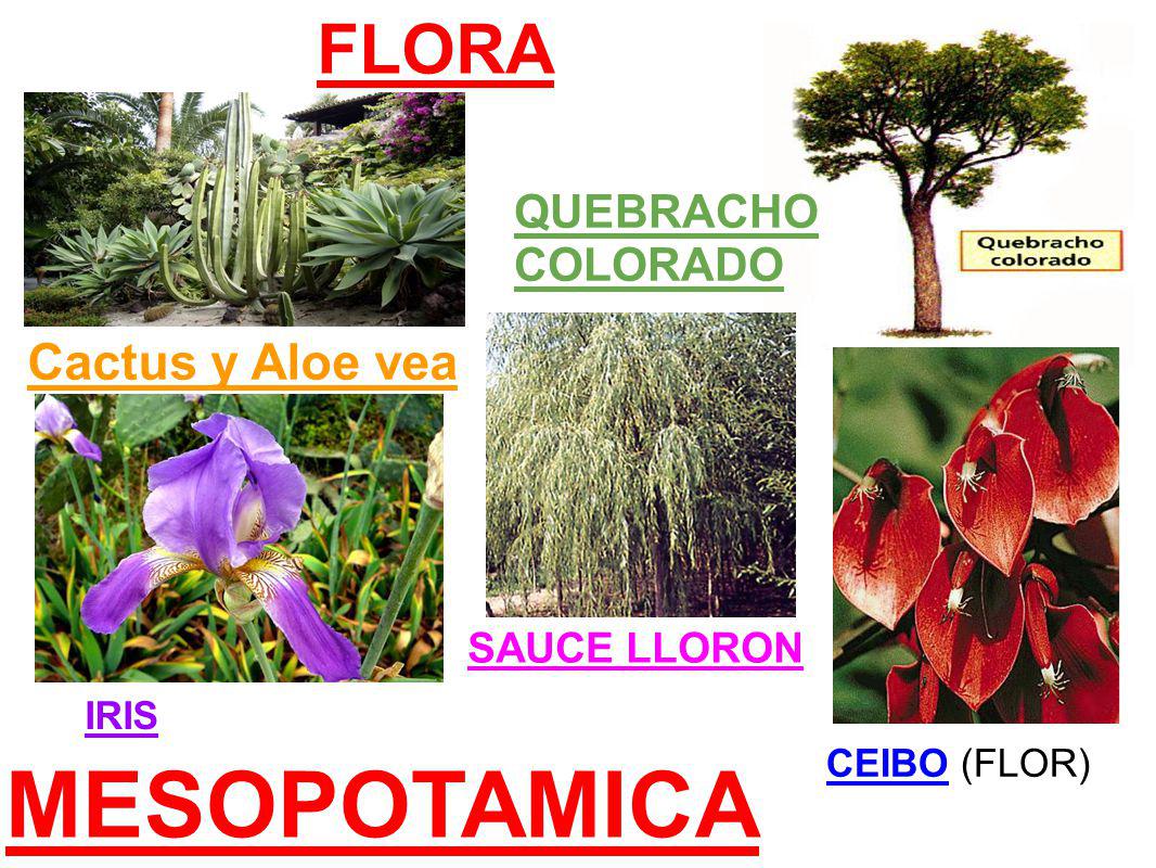MESOPOTAMICA FLORA Cactus y Aloe vea QUEBRACHO COLORADO SAUCE LLORON