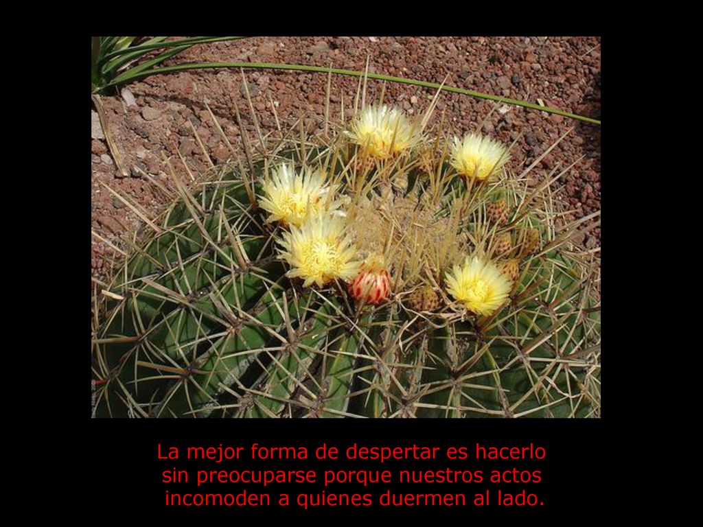 La mejor forma de despertar es hacerlo sin preocuparse porque nuestros actos incomoden a quienes duermen al lado.